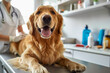 © Nastasja - A close-up of a veterinarian gently examining a happy dog on an examination table in a bright, clean clinic, with various medical tools and pet care products in the background