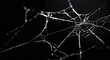© Iryna - Delicate spider web with dewdrops against dark background