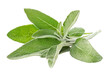 © SJ Studio - A bunch of fresh green herbs, including sage