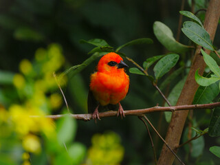 Wall Mural - Mauritius red Fody bird perching in natural environment 