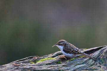 Wall Mural - Treecreeper (Certhia familiaris) searching for food in a forest in the Highlands of Scotland.