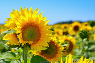 Yellow sunflowers grow in the field. Agricultural crops.