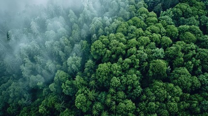 Aerial view of a lush green forest covered in morning mist, showcasing the natural beauty and tranquility of the environment.