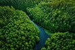 © Jiraporn - Aerial view of a lush, green forest with a winding river cutting through, illuminated by gentle sunlight.