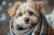 © Pavel - Dog in scarf, cute pet hugging, happy and relaxed