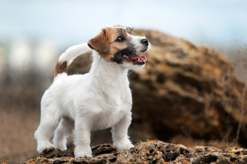 Wall Mural - jack russell terrier funny dog ​​on a nature walk in the fields outdoor pet photos