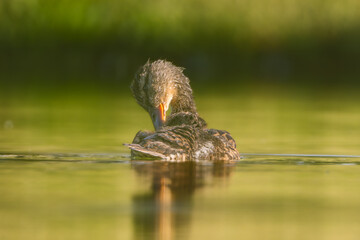 Wall Mural - Mallard on a pond in the morning light