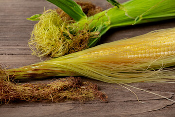 ear of corn at blister growth stage. grain fill, corn farming, agriculture concept.