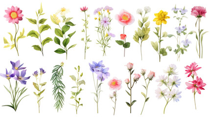 Wall Mural - set of watercolor wildflowers painting isolated on clear png background and transparent background. 