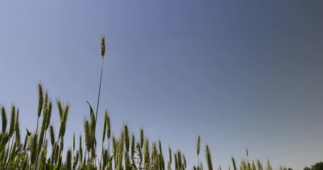 Wall Mural - green cereals growing in the field before harvest, cultivation of natural eco-friendly food