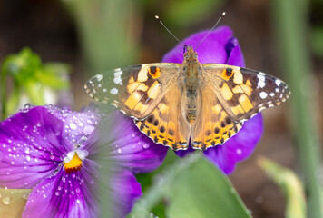 Poster - Butterfly on a purple flower. Close-up