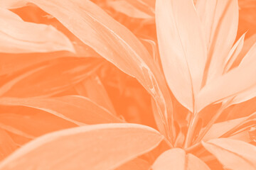 Canvas Print - Tropical leaf close-up in trending color of the year 2024.