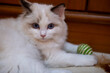 © moomusician - Cute, small Ragdoll cat. 4 months old