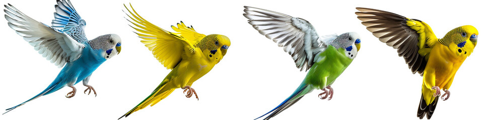 4 parakeets flying, a budgie with blue and gray wings spread, a green budgie standing on the floor with open beak
