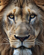 © Irina - King lion muzzle macro shot. Detailed close up shot of wildcat leo face texture. Wildlife in  savanna. Banner for safari hunter. Pet care, animals concept background, poster, print, design card, flyer