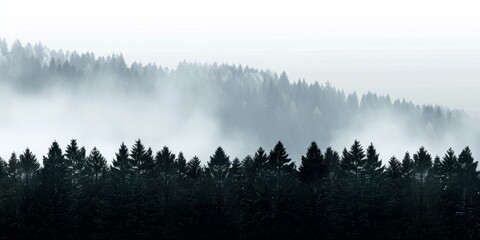 Amazing mystical rising fog in a forest, perfect for moody landscape photography, emphasizing nature's beauty.