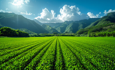 Wall Mural - A field of green grass with a mountain in the background