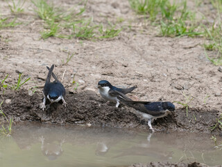 Wall Mural - House martin, Delichon urbicum