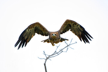 Sticker - Take off of a Tawny Eagle. This Tawny Eagle (Aquila rapax) was flying away frm a tree in the Kruger National Park in South Africa