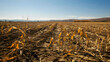 © A2Z AI  - Corn plants wilting and dead in cornfield. Herbicide damage, drought and hot weather concept