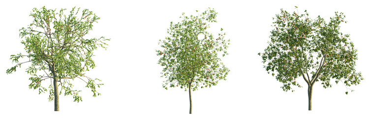 malus domestica tree 4k png isolate cutout