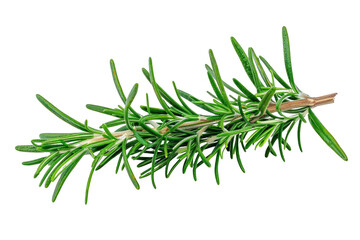 Close-up of fresh rosemary sprig isolated on a white background, showcasing its vibrant green leaves and aromatic nature.