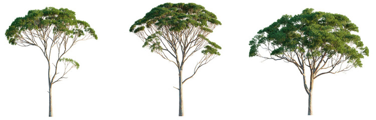  Eucalyptus tree 4k png isolate cutout