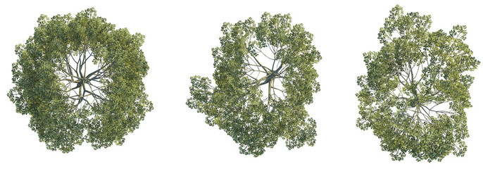 Poster -  Quercus robur tree top view, tree plan 4k png cutout	