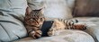 © Seksan - Adorable cat playing with a smartphone on the sofa, representing funny and tech-savvy animals