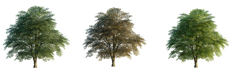 Sticker - Juglans regia tree 4k png isolate cutout