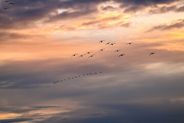 Wall Mural - Silhouette of geese against a morning sunrise