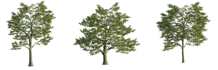 Canvas Print - Quercus robur tree 4k png isolate cutout