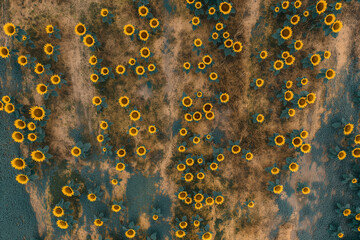 Poster - overhead view of a sunflower field in full bloom