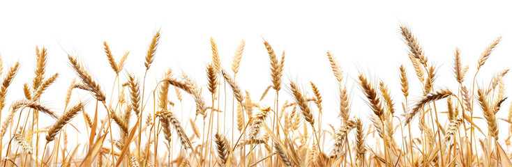 Realistic image of ripe wheat stalks agriculture and harvest transparent background