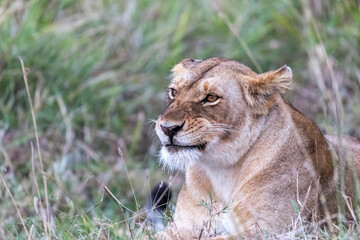 Wall Mural - Alert lioness, panthera leo, resting in the green grass of the Masai Mara, Kenya. Cute facial expressions.