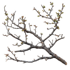 A close-up view of a tree branch with budding leaves, symbolizing the onset of spring and new growth.
