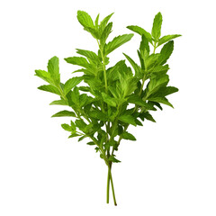 Sticker - herb leaves isolated on transparent background cutout