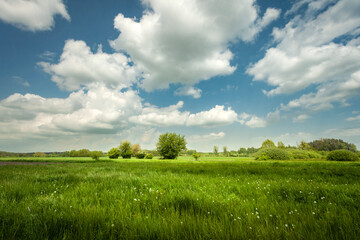 Wall Mural - White clouds on a blue sky over a green meadow, Nowiny, Poland
