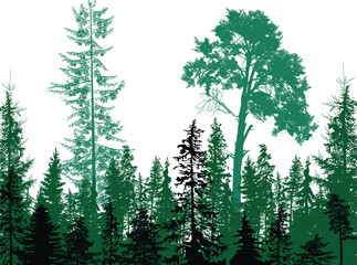 Wall Mural - fir trees cyan colors dense forest on white background