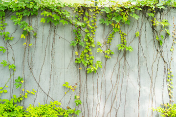 Wall Mural - Ivy Creeper colorful leaves on a wall of a house