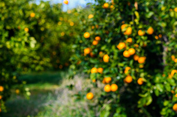 Wall Mural - Orange trees in out of focus abandoned orchard along the road in Cyprus 3