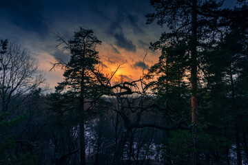 Poster - dark, mystic, magic forest autumn with silhouette trees on the evening sky.