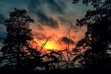 Poster - dark, mystic, magic forest autumn with silhouette trees on the evening sky.