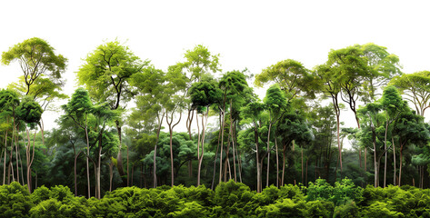 Wall Mural - Forest Isolated on Transparent Background
