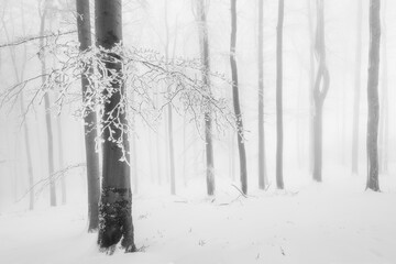 Beech tree with leafy branch