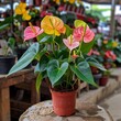 © CREATIVE STOCK - Anthuriums or Anthurium in Chiapas Nurseries, Anturios o Anthurium en Viveros de Chiapas