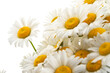 © Olga - Chamomile or daisies isolated on white background.