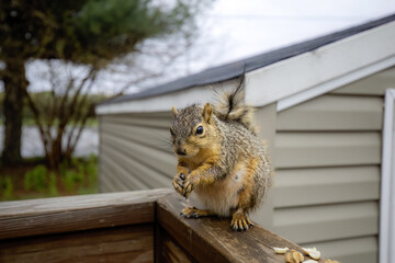 Wall Mural - the fox squirrel (sciurus niger), also known as the eastern fox squirrel or bryant's fox squirrel .