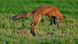 © Amazing ActionShots - A red fox jumping to catch prey