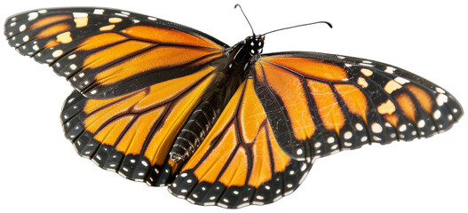 monarch butterfly with orange and black wings